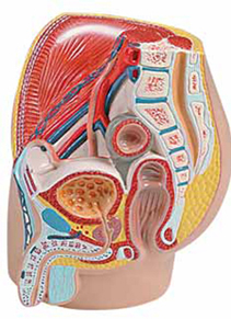 Male Pelvis, 1/2 life size